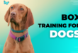 Box Training for Dogs