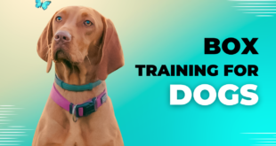 Box Training for Dogs